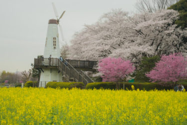 【見晴公園｜さいたま市北区】風車と桜と菜の花の景観！見沼の自然を感じる公園