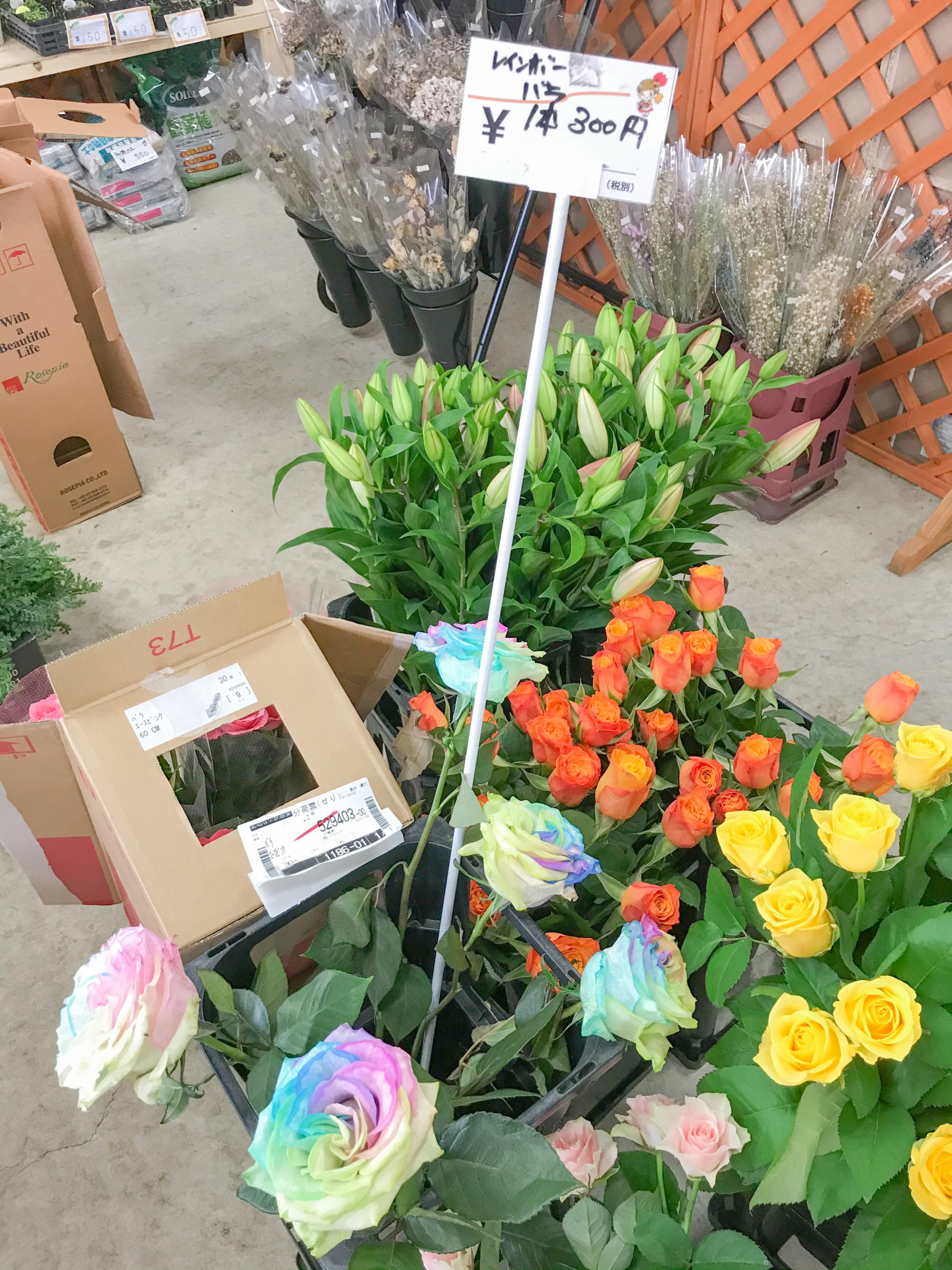 埼玉県でドライフラワー買うなら 大宮フラワーセンター が激安でおすすめ 生花も安い