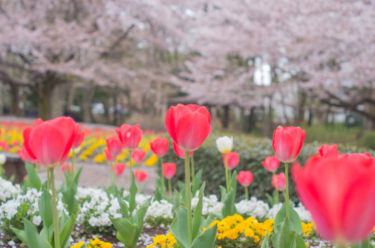 【大宮花の丘農林公苑】桜とチューリップに癒される花見スポット！子連れにも楽しい空間